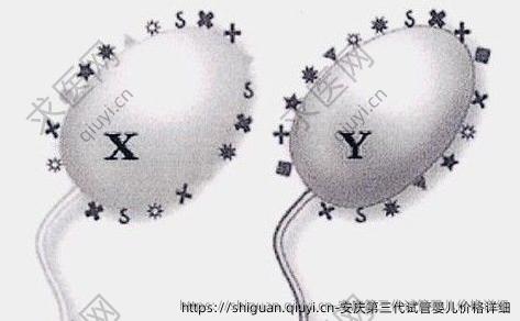 安庆第三孕试管婴儿价格详细