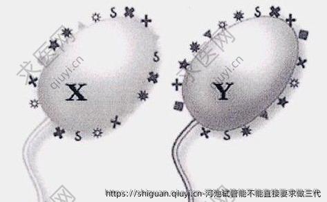 河池试管能不能直接要求做三孕